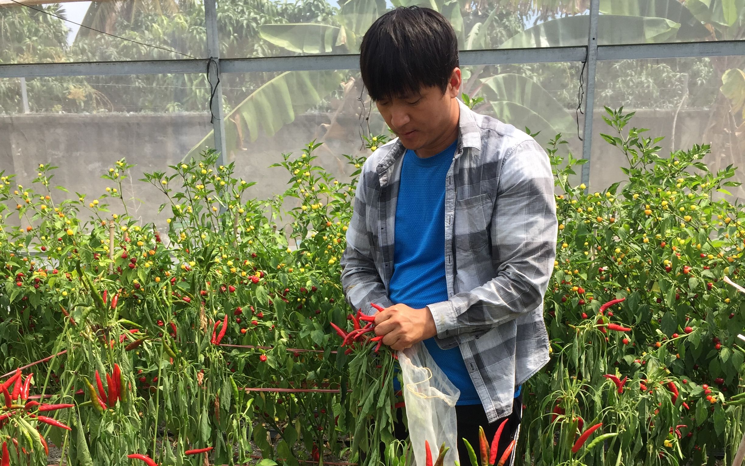 疫情期间海南南繁基地用工物资短缺 专家力保春耕