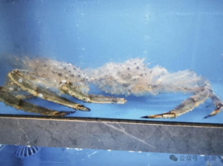 大学食堂现999元帝王蟹引热议，高校消费多元化成趋势